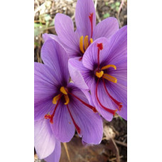 Крокус Сативус (шафран)