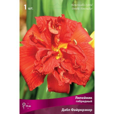 Лилейник гибридный Дабл Файркрэкер