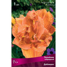 Лилейник гибридный Даблишес
