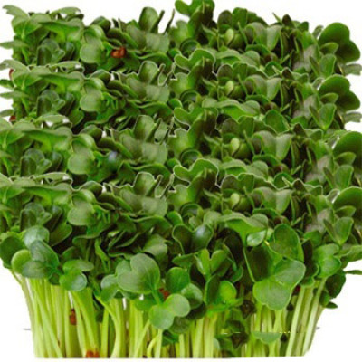 Семена микрозелени Дайкон (10 г)