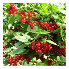 Смородина красная Дана