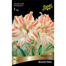 Амариллис Дэнсинг Квин