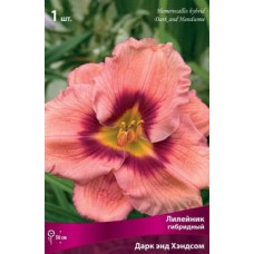 Лилейник гибридный Дарк энд Хэндсом