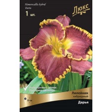Лилейник гибридный Дарья