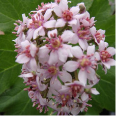 Дармера щитовидная