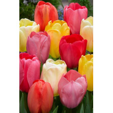 Тюльпаны Дарвиновы гибриды, смесь