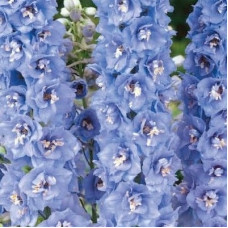 Дельфиниум гибридный Мэджик Фонтейн Дак Блю
