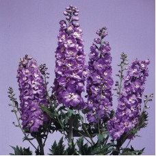 Дельфиниум гибридный Мэджик Фонтейн Лавендер Вайт Би