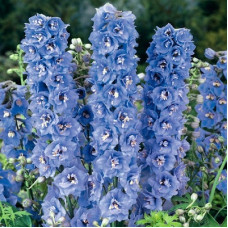 Дельфиниум Мэджик Фонтэин Скай Блю