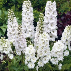 Дельфиниум гибридный Пьюэ Вайт
