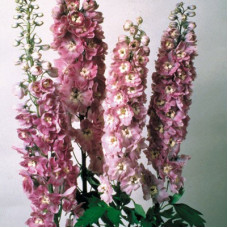 Дельфиниум Мэджик Фонтэин Лилак Пинк Вайт Би