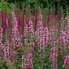 Дербенник иволистный Блаш 