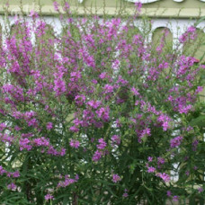 Дербенник иволистный Свирл