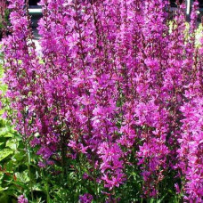 Дербенник прутьевидный Роуз Квин  