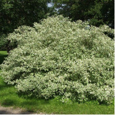 Дерен белый