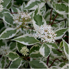 Дерен белый Аргентеомаргината