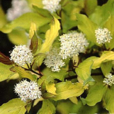 Дерен белый Ауреа