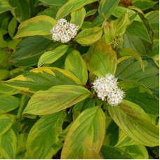 Дерен белый Гоучаулти