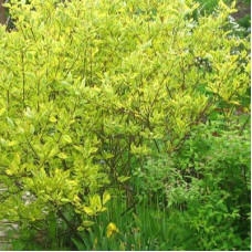 Дерен белый Шпети