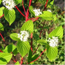 Дерен белый Сибирика