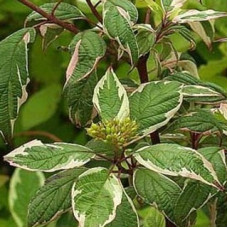 Дерен белый Сибирика вариегата