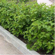 Дерен кроваво-красный