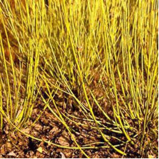 Дерен отпрысковый Флавирамея