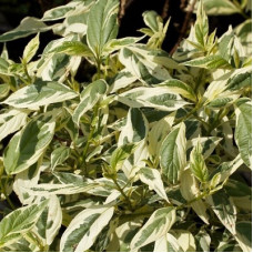 Дерен отпрысковый Вайт Голд