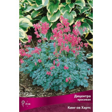 Дицентра красивая Кинг ов Хартс