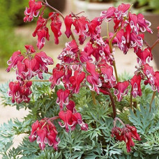 Дицентра красивая Бенинг Хартс