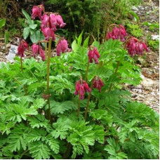 Дицентра красивая Лакшариэнт