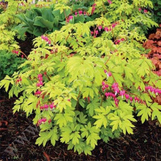 Дицентра великолепная Голд Харт