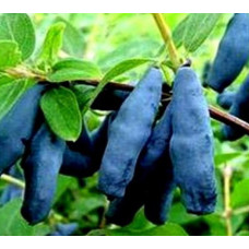 Жимолость съедобная Длинноплодная