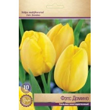 Тюльпан Фэтс Домино (многоцветковый)