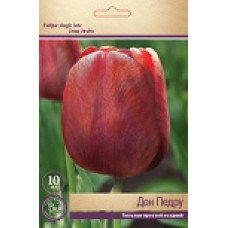 Тюльпн Дон Педру (простой поздний)
