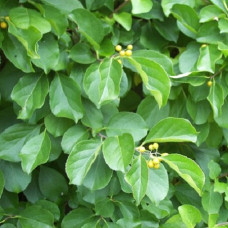 Древогубец круглолистный