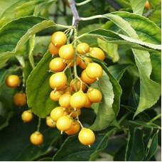 Древогубец круглолистный Диана (женский)