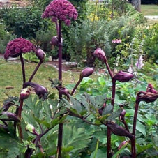 Дудник гигантский