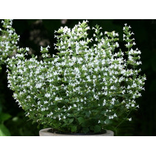 Душевик котовниковый Вайт Клоуд  