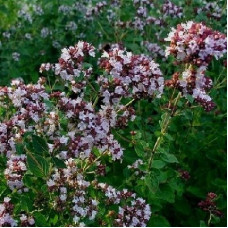 Душица обыкновенная Вильде Майоран