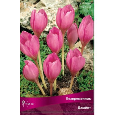 Безвременник Джайнт