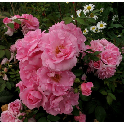 Роза канадская парковая Джон Дэвис (серия Северный сад)