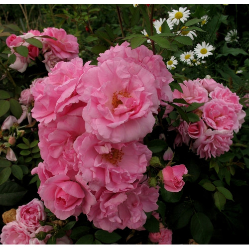 Роза канадская парковая Джон Дэвис (серия Северный сад) купить с доставкой в интернет-магазине Чистый Мир.