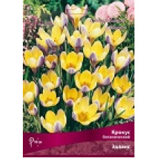 Крокус Эдванс