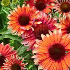 Эхинацея пурпурная Фламинго  