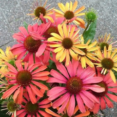 Эхинацея пурпурная Фонтейн Ориндж Биколор  