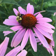 Эхинацея пурпурная Мэгнус  