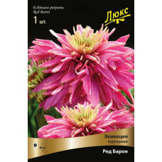 Эхинацея пурпурная Ред Барон 