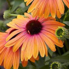 Эхинацея пурпурная Рейнбоу Эприкот  