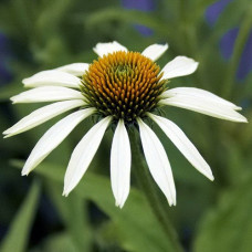 Эхинацея пурпурная Вайт Свон  